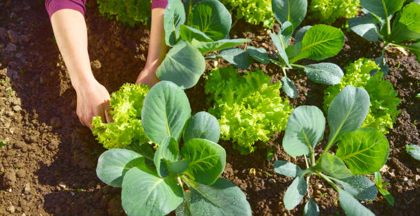 istock Woman working in vegetable garden 1313801229