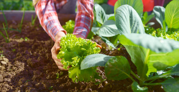 istock Girl working in vegetable garden 1313801230
