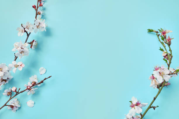 istock photo of spring white cherry blossom tree on blue 1313801244