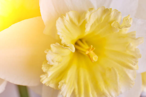 isolated close up of yellow flower of narcissus on neutral background