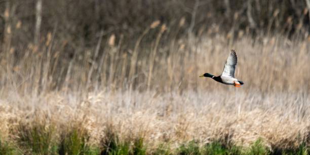 istock Flight of mallard duck in the wild 1313802896