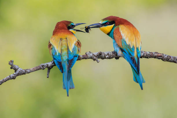 꿀벌 먹는 사람 - bee eater colorful bird beautiful bird animal 뉴스 사진 이미지