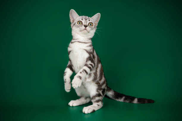 istock American shorthair cat on colored backgrounds 1313803426