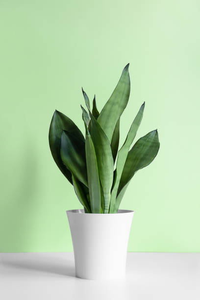 istock A Sansevieria plant in a modern white pot on a white wooden table against a light green wall. 1313804975