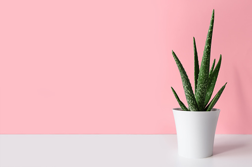 An aloe vera plant in a modern pot on a white wooden table against a pink wall. The concept of minimalism.