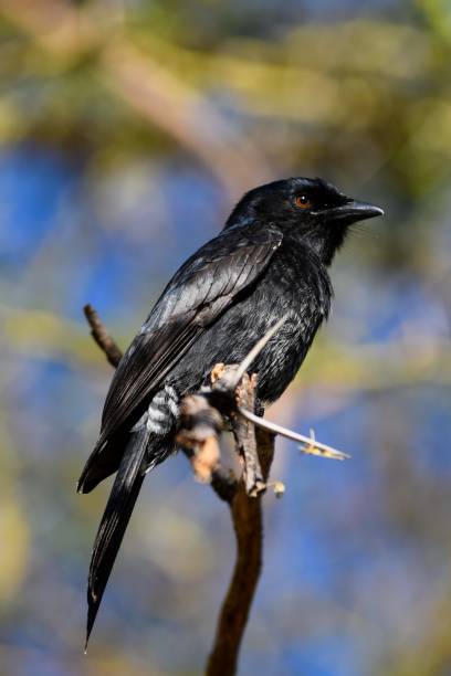 istock portrait of Fork-tailed Drongo on a branch 1313805045