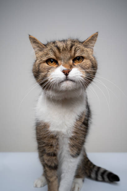 istock tabby white cat portrait making funny face 1313805232
