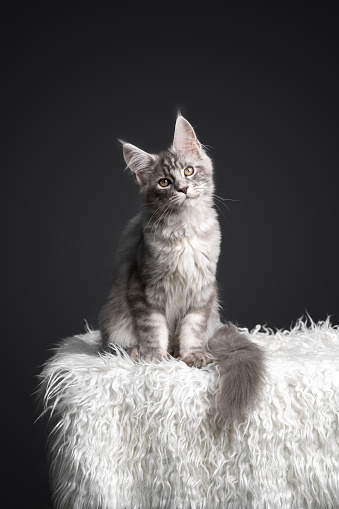 silver tabby maine coon kitten portrait sitting on white fake fur in front of gray background with copy space
