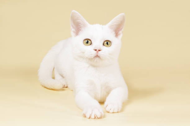 istock American shorthair cat on colored backgrounds 1313805817