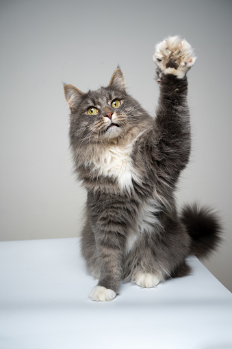 studio shot of a blue tabby gray white maine coon cat sitting raising paw greeting