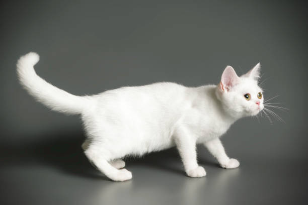 istock American shorthair cat on colored backgrounds 1313806114