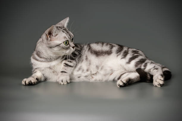 istock American shorthair cat on colored backgrounds 1313806302