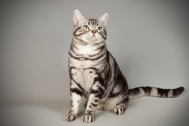 istock American shorthair cat on colored backgrounds 1313806312