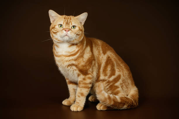 istock American shorthair cat on colored backgrounds 1313806321