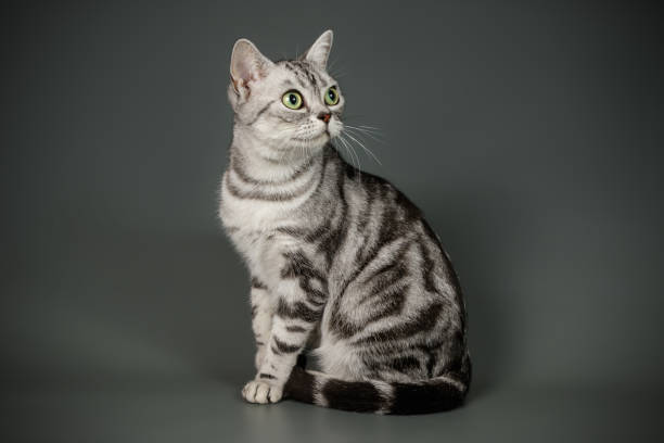 istock American shorthair cat on colored backgrounds 1313806518