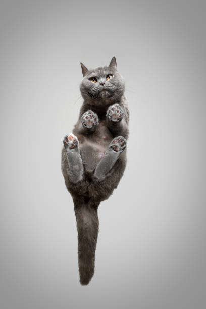 istock bottom view of british shorthair cat looking at camera curiously 1313807107