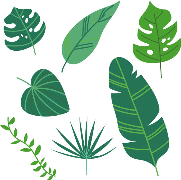 liście tropikalne w zestawie lasów deszczowych. - banana leaf stock illustrations
