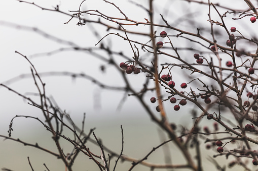Wild red berries on a blurred background of mountains