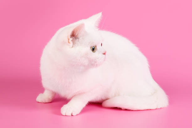 istock American shorthair cat on colored backgrounds 1313807272