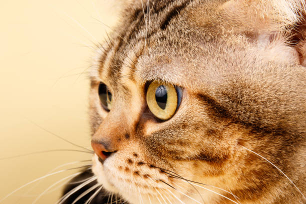 istock American shorthair cat on colored backgrounds 1313807282