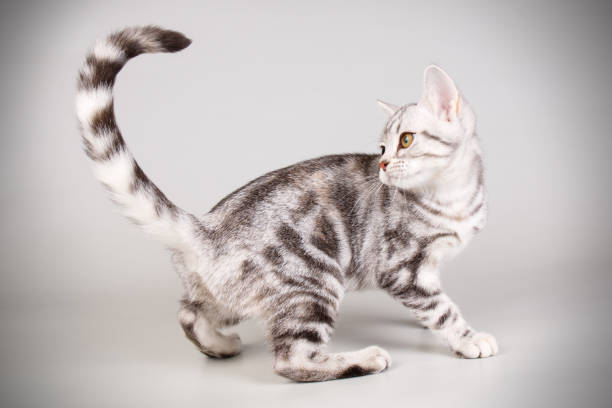 istock American shorthair cat on colored backgrounds 1313807303