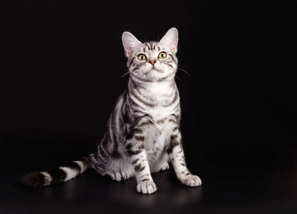 istock American shorthair cat on colored backgrounds 1313807867