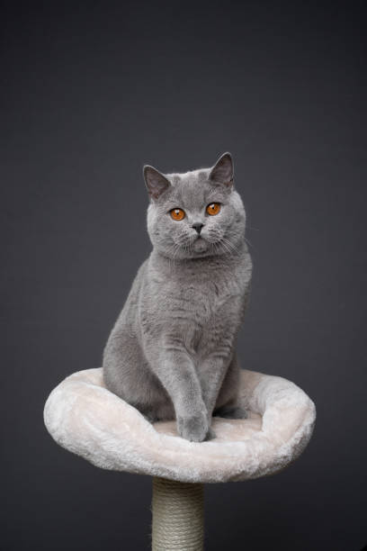 istock gray british shorthair cat sitting on scratching post 1313808130