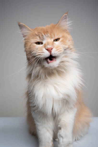 istock cream colored white maine coon cat looking angry with mouth open 1313808132