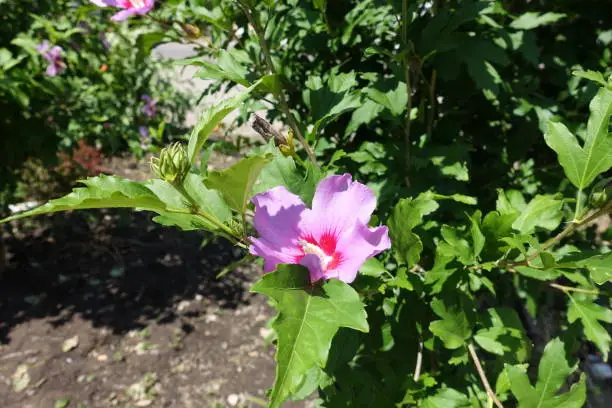 Palmately lobed leaves and pink flowers of Hibiscus syriacus in July