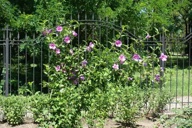 Shrub of pink Hibiscus syriacus in bloom in July