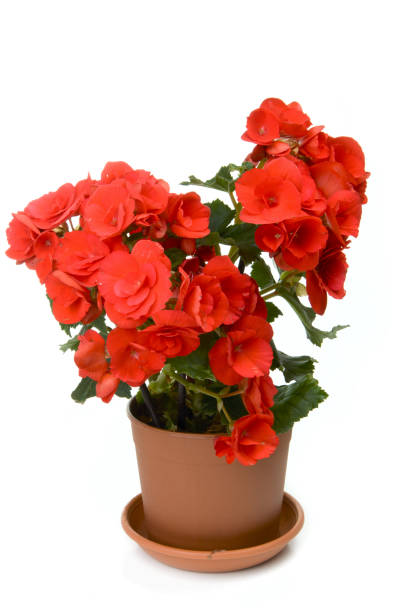 istock One red blossoming begonia 1313810567