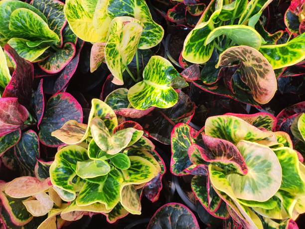 istock variegated croton is a medium-sized evergreen shrub. The leaf plates come in different colors such as yellow, orange. 1313810742
