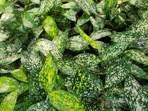 istock Dracaena surculosa, Florida Beauty 'A small, multi-year-old shrub that forms flat clumps. The dark green leaf plates are glossy. There are scattered yellowish green spots. 1313810777