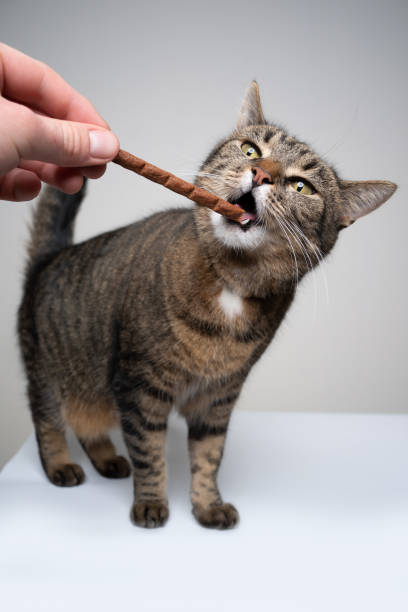 istock hand feeding cat with treat stick 1313811101