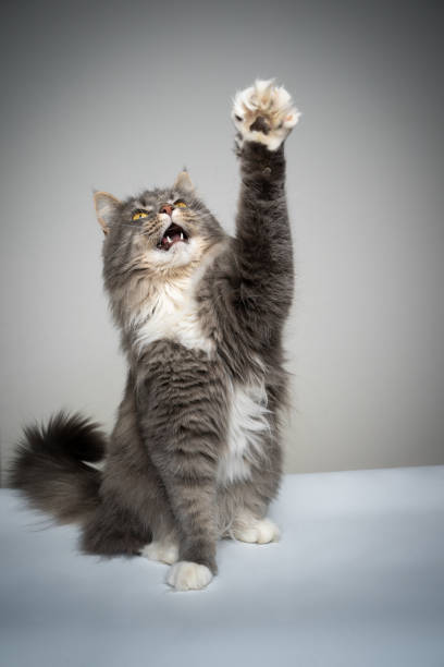 istock playful gray white maine coon cat raising paw looking up 1313811264
