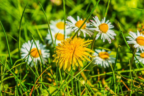 Meadow in the sunshine. Lots of wildflowers in spring. Common dandelions with yellow flowers and daisies with white flowers. Grasses and blades of grass on the flowers.