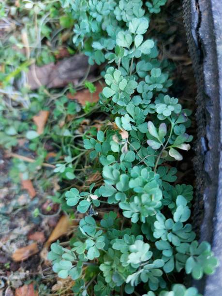 istock Spring First Growth Seedlings Close-up with Green Leaves 1313812279