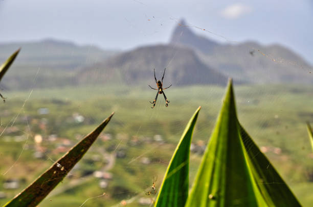 Seen on the island of Santiago, Cape Verde