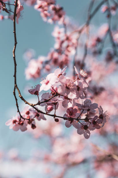 istock pink cherry blossom against blue sky and blurred background 1313812440