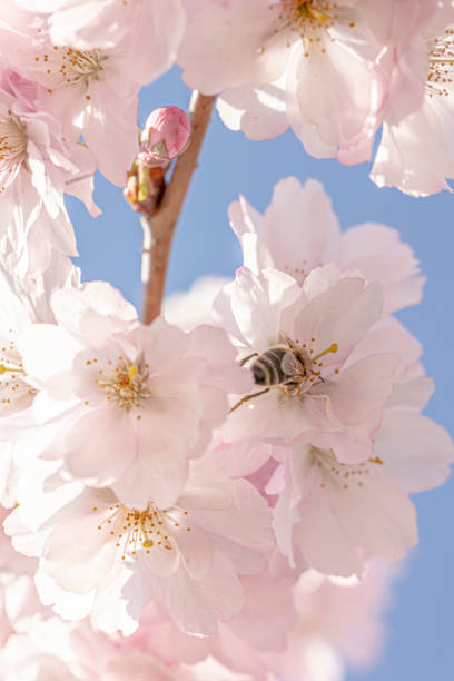 close up of a bee in cherry blossoms - spring vertical cherry blossom color image imagens e fotografias de stock