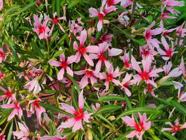 Photo of subulata 'Crimson Beauty' Creeping Phlox is a popular plant to decorate your garden. The flowers are light pink and needle pink. It is a star-shaped, slender leaves.