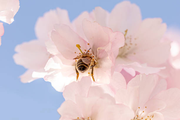 nahaufnahme einer bee in kirschblüten - flower head annual beauty close up stock-fotos und bilder