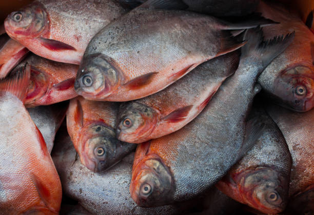 Closeup shot of red-bellied pacu fish.