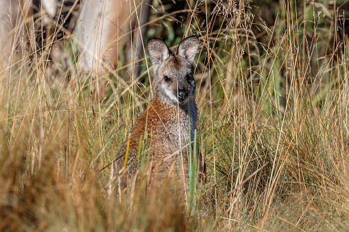 Close up of portrait of a Kangaroo resting in green Australian bush and grass land
