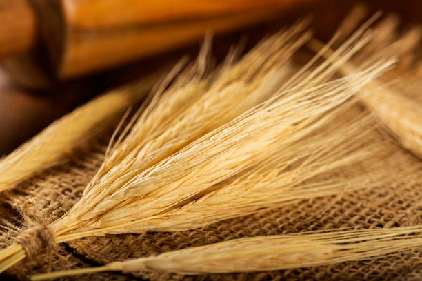 istock Ears of wheat on wooden background. 1313815196