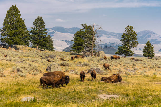 American bison in the Lamar Valley, Wyoming Yellowstone National Park, Park County, Wyoming, United States. American bison in the Lamar Valley. bull pine stock pictures, royalty-free photos & images