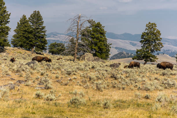 istock American bison in the Lamar Valley, Wyoming 1313815398
