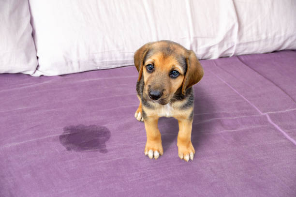 Cute puppy sitting near piss on the bed Cute puppy sitting near wet or piss spot on the bed inside the bedroom urinating stock pictures, royalty-free photos & images