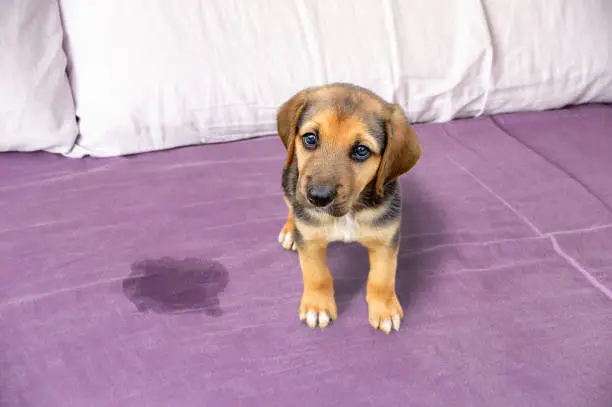 Photo of Cute puppy sitting near piss on the bed