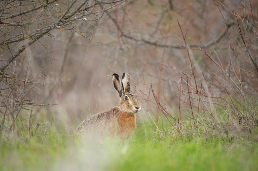 European hare stands in the grass. Lepus europaeus.
